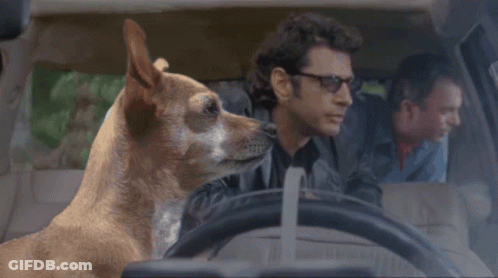 Dog Sitting In Driver's Seat Next To Two Men GIF