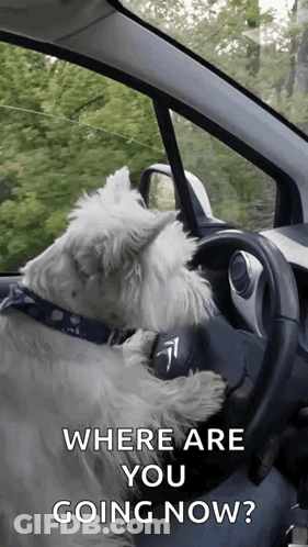Dog Sitting In Driver Seat Saying Where Are You Going Now GIF