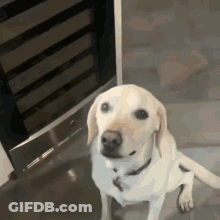 Dog Sitting In Front Of Refrigerator GIF