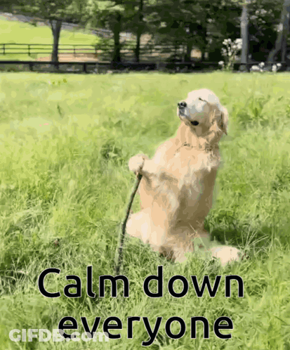 Dog Sitting In Grass Calm Down Everyone GIF