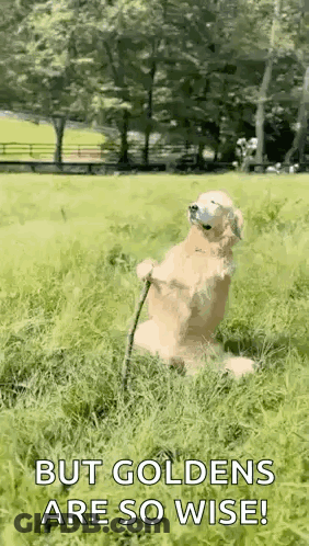 Dog Sitting In Grass With Stick And Ball GIF