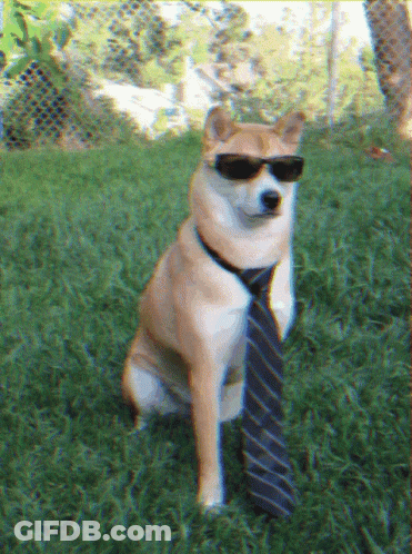 Dog Sitting In Grass With Tie And Sunglasses GIF