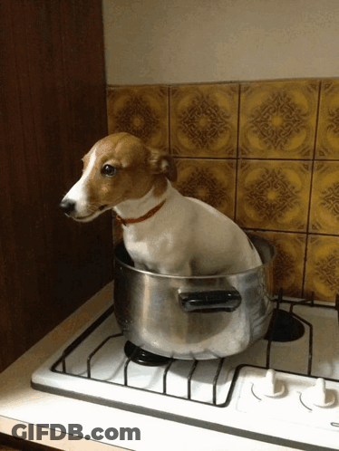 Dog Sitting In Pot On Stove GIF