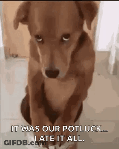 Dog Sitting In Pot With Words It Was Our Potluck... I Ate It All GIF