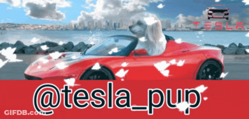 Dog Sitting In Tesla GIF