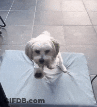 Dog Sitting In Truck Bed Looking In Mirror GIF