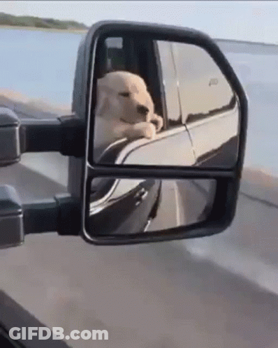 Dog Sitting In Truck Looking Out Side Mirror GIF