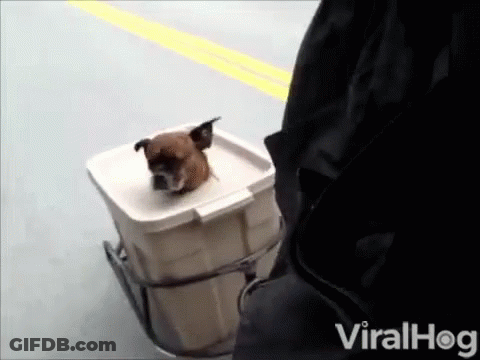 Dog Sitting In Viralhog Container GIF