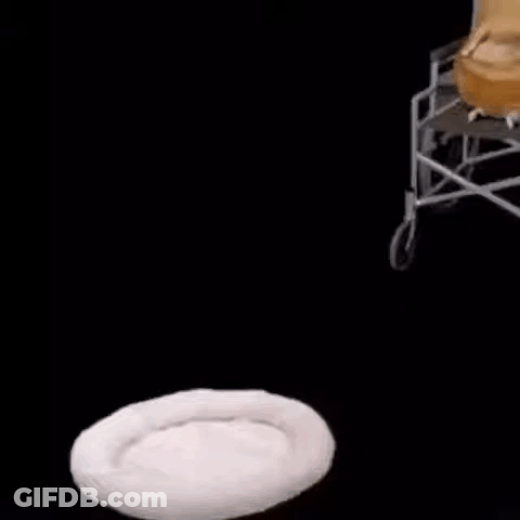 Dog Sitting In Wheelchair Next To White Dog Bed GIF
