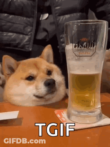 Dog Sitting Next To Asahi Beer GIF