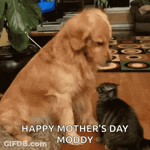 Dog Sitting Next To Cat Happy Mothers Day GIF
