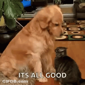 Dog Sitting Next To Cat On Couch GIF