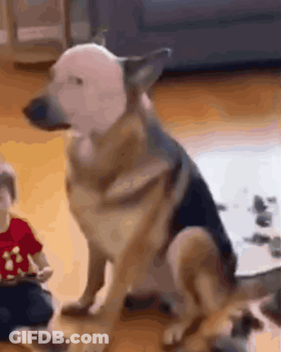 Dog Sitting Next To Child Playing With Toy GIF