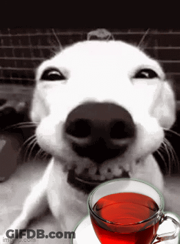 Dog Sitting Next To Cup Of Tea GIF
