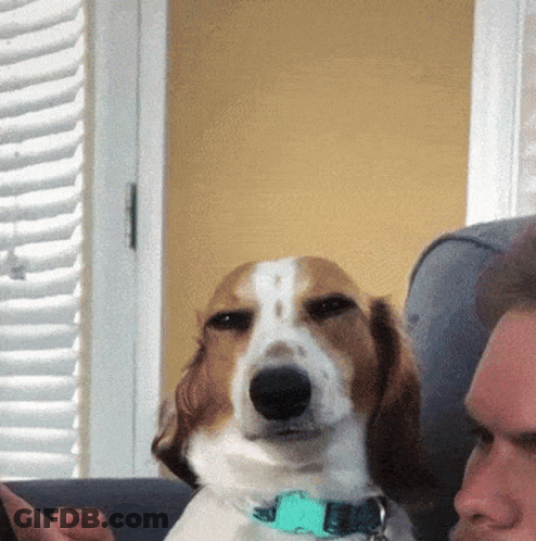 Dog Sitting Next To Man On Couch GIF