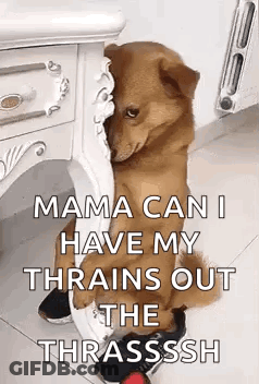 Dog Sitting Next To Table And Dresser GIF