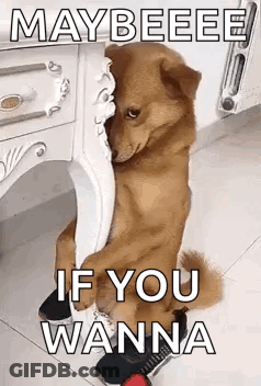 Dog Sitting Next To Table With Shoe On Foot GIF