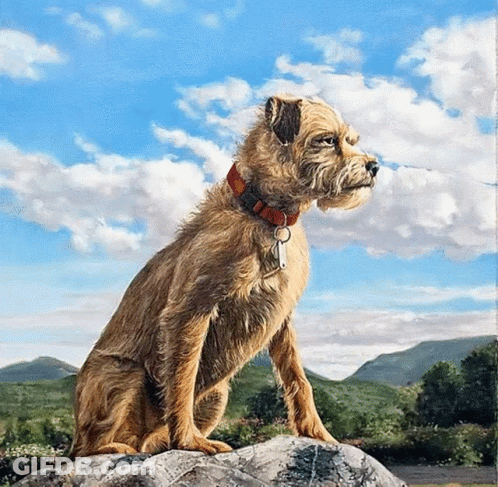 Dog Sitting On A Rock GIF
