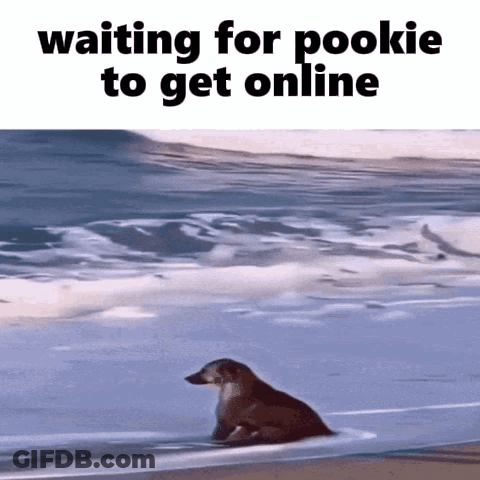 Dog Sitting On Beach Waiting For Pookie GIF
