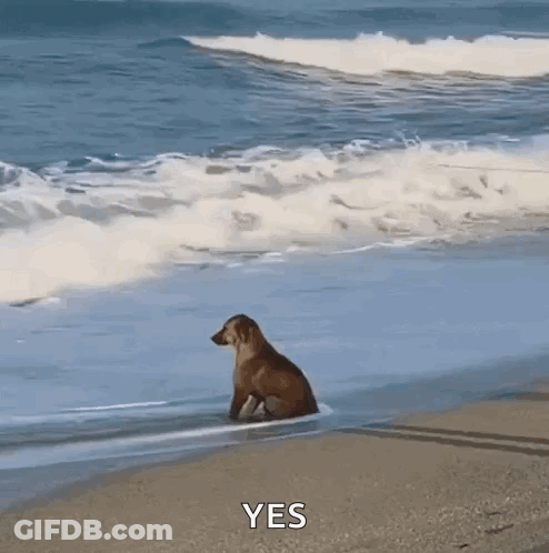 Dog Sitting On Beach Watching Waves GIF