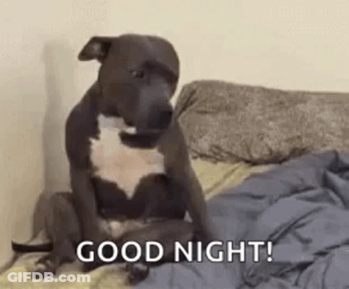 Dog Sitting On Bed Good Night GIF