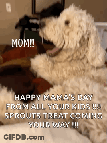 Dog Sitting On Bed Happy Mama's Day GIF