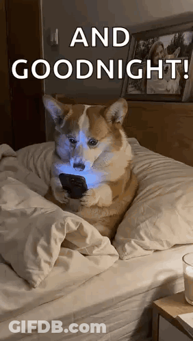 Dog Sitting On Bed Holding Cell Phone GIF