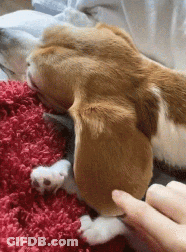 Dog Sitting On Bed Looking At Camera GIF