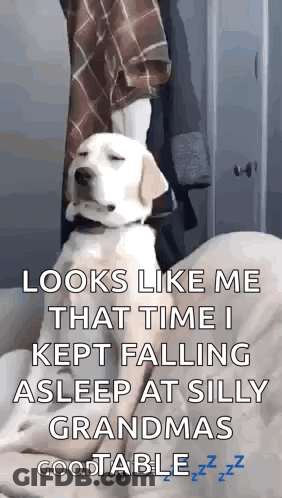 Dog Sitting On Bed Saying Looks Like Me That Time I Kept Falling Asleep GIF