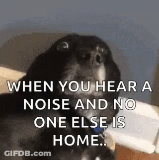 Dog Sitting On Bed When You Hear A Noise GIF