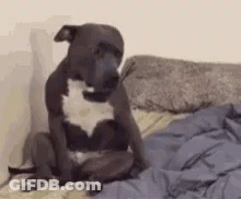 Dog Sitting On Bed With Blanket GIF