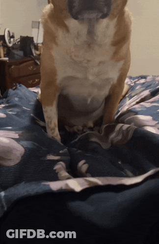 Dog Sitting On Bed With Blue Blanket GIF