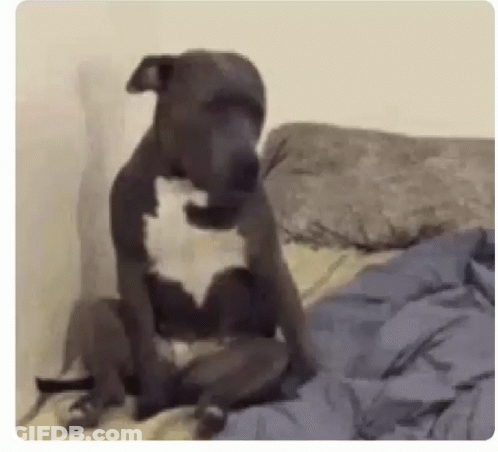 Dog Sitting On Bed With Head On Pillow GIF
