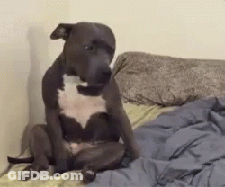 Dog Sitting On Bed With Legs Crossed GIF