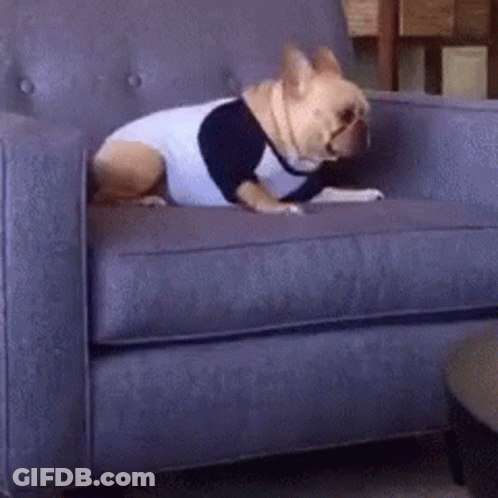 Dog Sitting On Blue Couch In Baseball Shirt GIF