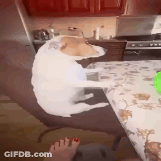 Dog Sitting On Chair Next To Table With Green Container GIF