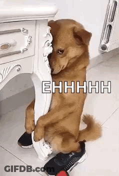 Dog Sitting On Chair With Paws On Shoe GIF