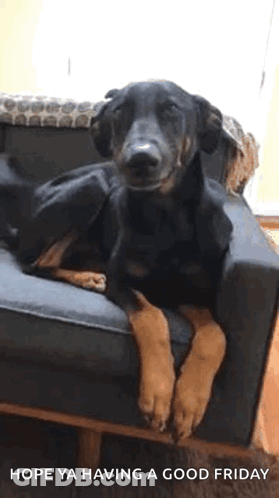Dog Sitting On Couch Crossed Legs Hope Ya Having A Good Friday GIF