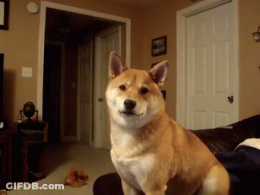 Dog Sitting On Couch In Living Room GIF