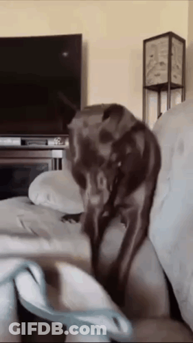 Dog Sitting On Couch In Living Room GIF