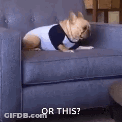 Dog Sitting On Couch In Sweater Asking Or This GIF