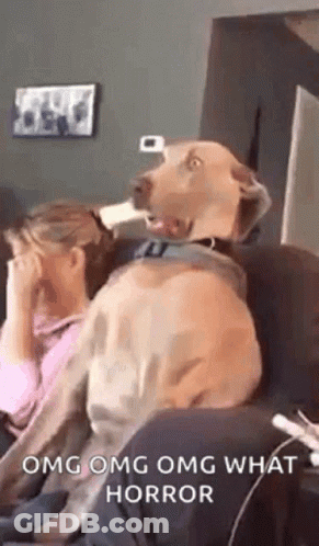 Dog Sitting On Couch Looking At Woman GIF