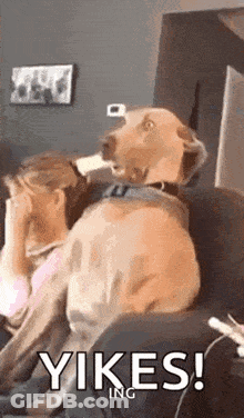 Dog Sitting On Couch Next To Woman Covering Face GIF