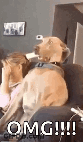 Dog Sitting On Couch Next To Woman Covering Face GIF