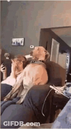 Dog Sitting On Couch Next To Woman Looking At Phone GIF