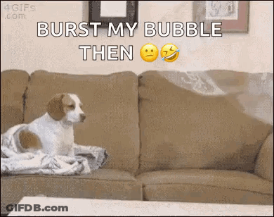 Dog Sitting On Couch Saying Burst My Bubble GIF