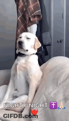 Dog Sitting On Couch Saying Nighty Night GIF