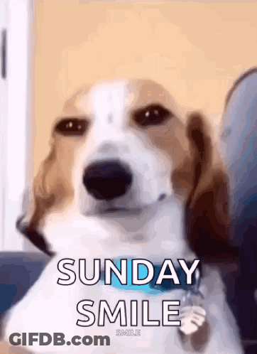 Dog Sitting On Couch Sunday Smile GIF