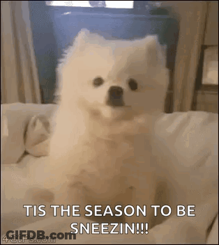 Dog Sitting On Couch Trying To Stay Awake In Class GIF
