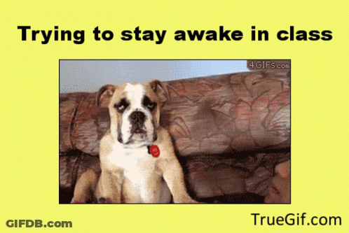 Dog Sitting On Couch Trying To Stay Awake In Class GIF